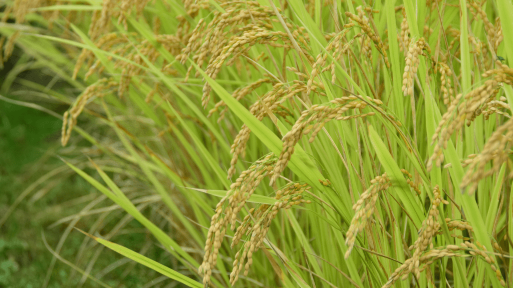 cultivo de arroz en Valencia