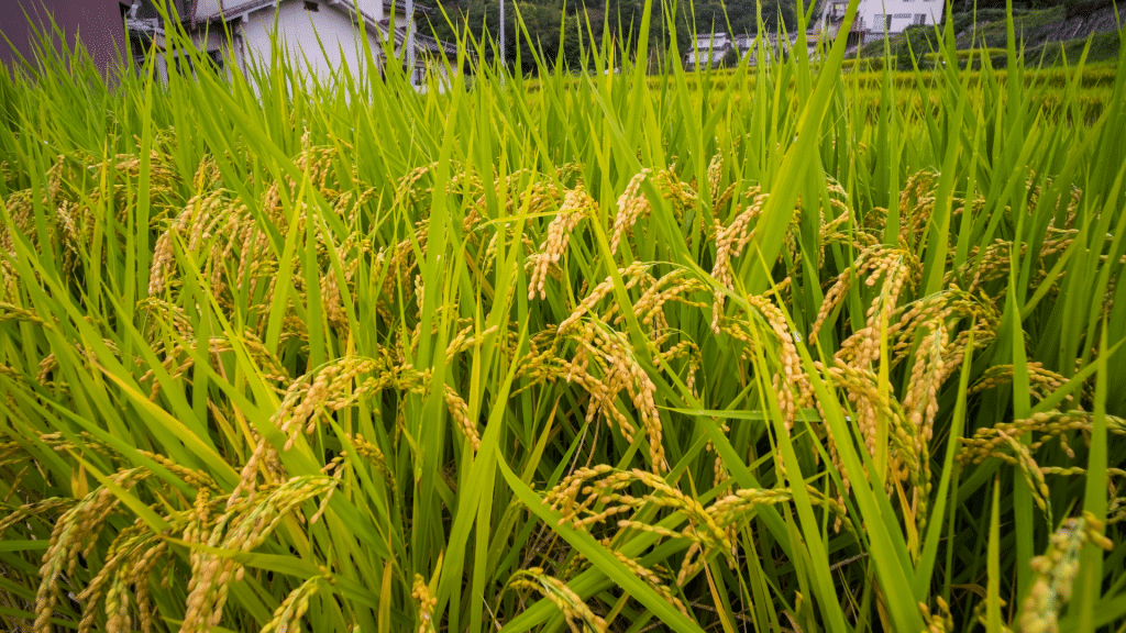 cooperativa de arroz en Valencia