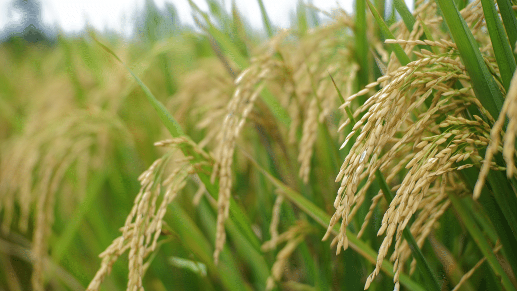 cultivo de arroz en Valencia
