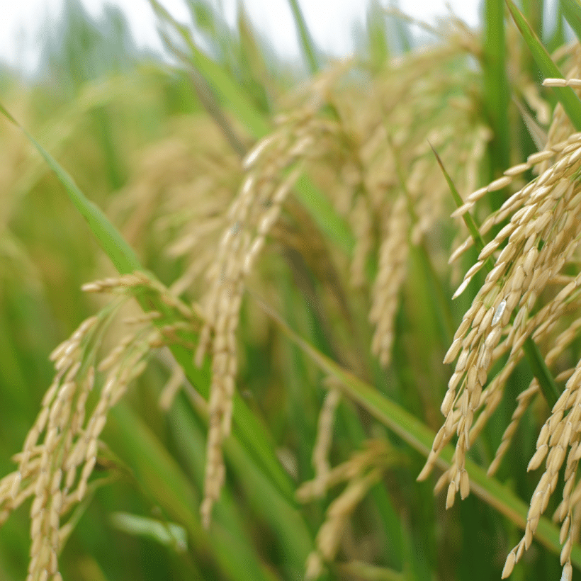 El ciclo anual del cultivo del arroz en Valencia